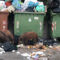 Isernia, cinghiali banchettano tra i rifiuti dell’ospedale