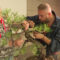 Bonsai da tutta Italia in esposizione a Isernia