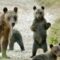Gli orsi orfani di Amarena sono sopravvissuti all’inverno – 12/04/2024