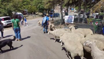 Privato: [ID: XF3uN3EiZyg] Youtube Automatic