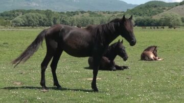 Privato: [ID: wiwXieCVzBk] Youtube Automatic