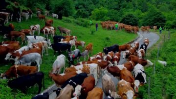 Privato: [ID: AlVQDCKdaoE] Youtube Automatic