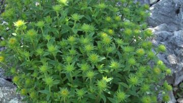 Privato: [ID: rjXJW0IPJS0] Youtube Automatic