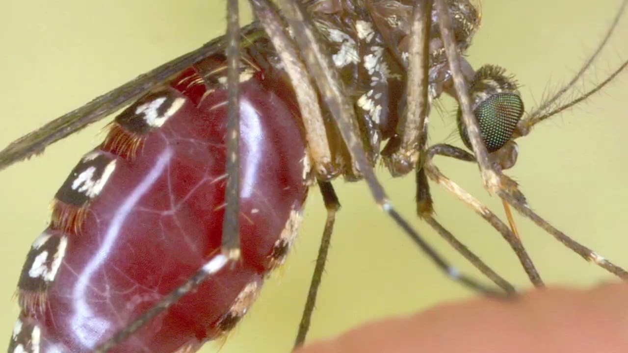 Pool zanzare infette: Asrem dispone disinfestazione adulticida in provincia di Isernia – 09/08/2025