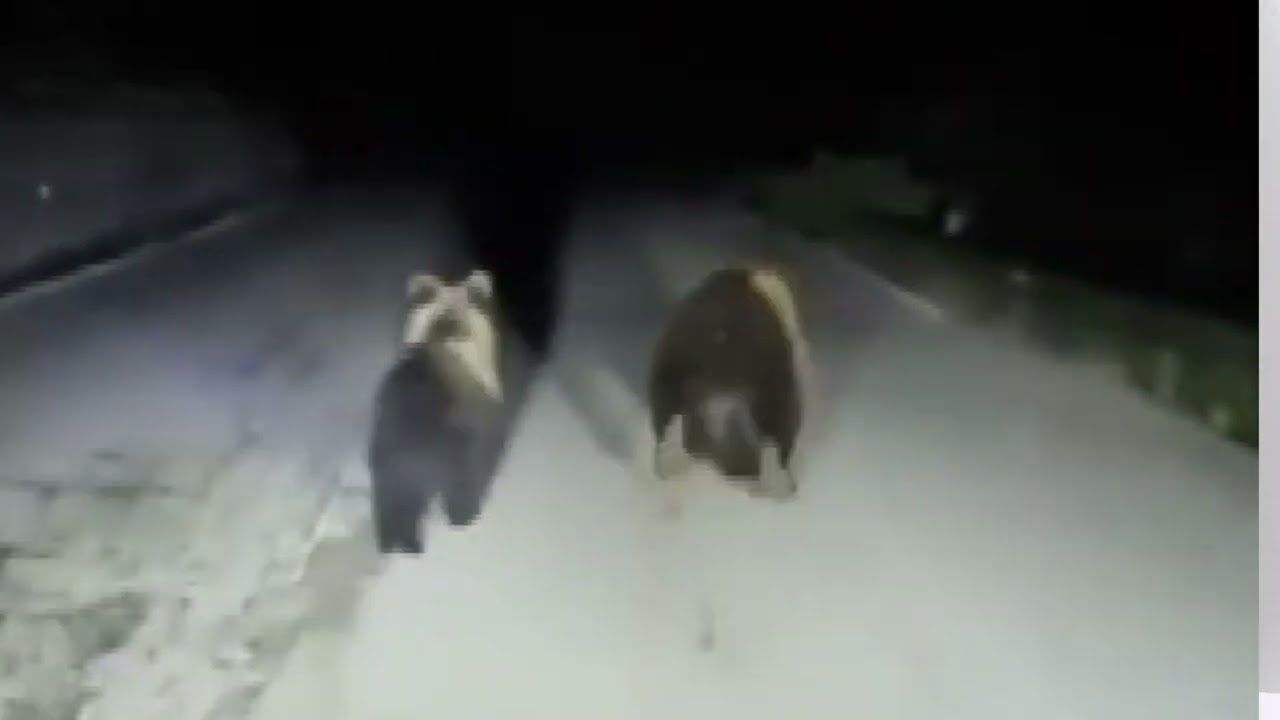 Privato: [ID: S2EXgV_13vQ] Youtube Automatic