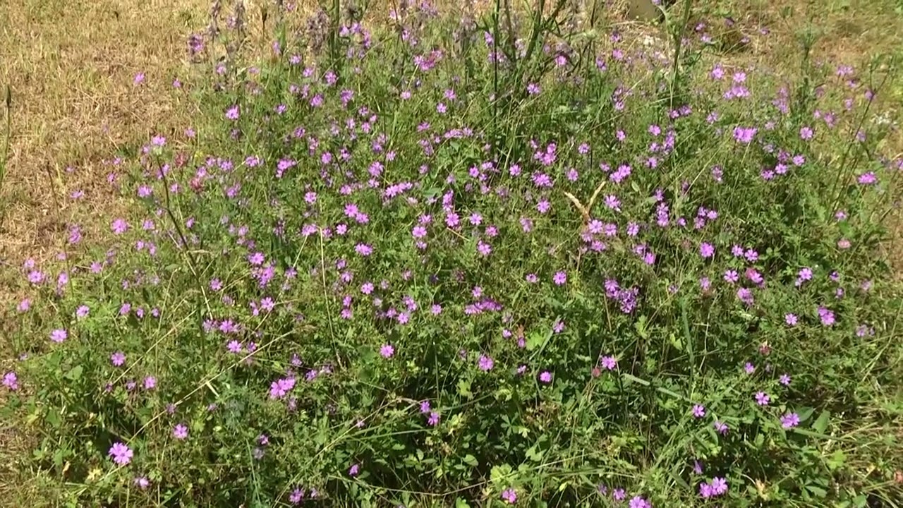 Turismo, ottobre da record per il Molise: secondo in Italia per tasso di occupazione – 07/11/2025