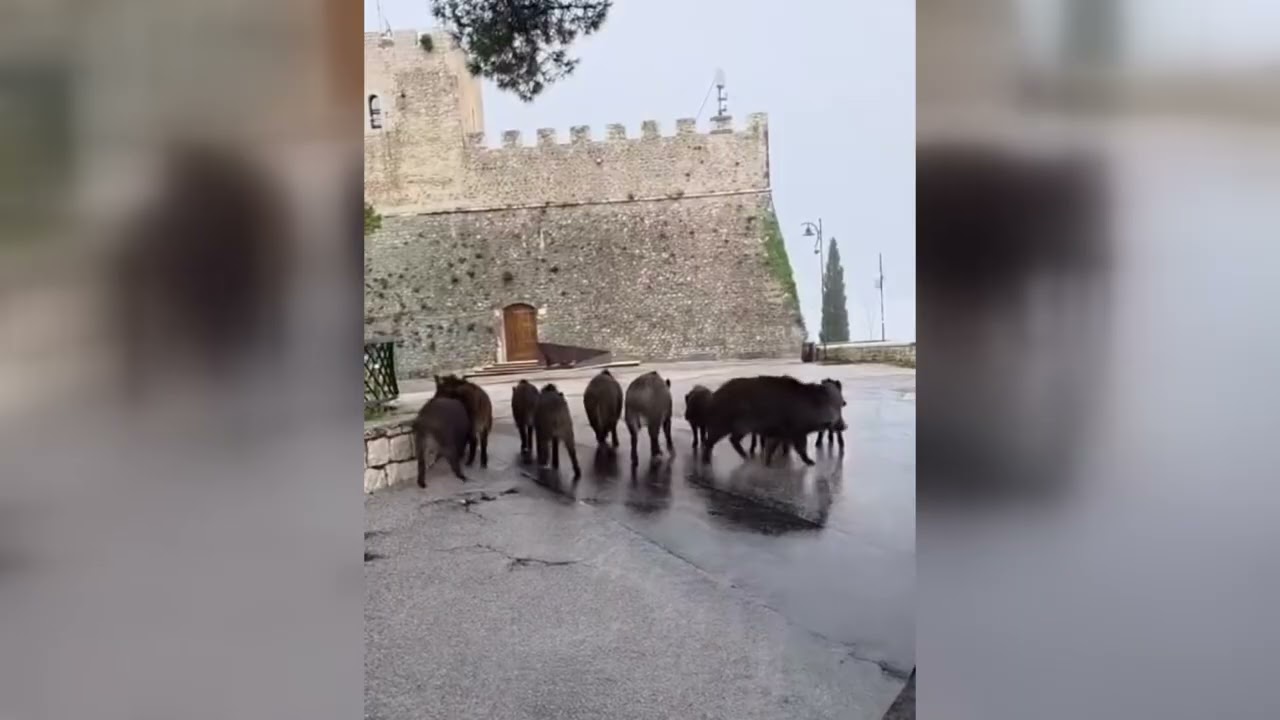 I cinghiali “invadono” Campobasso. La sindaca Forte diffida la Regione – 20/11/2025