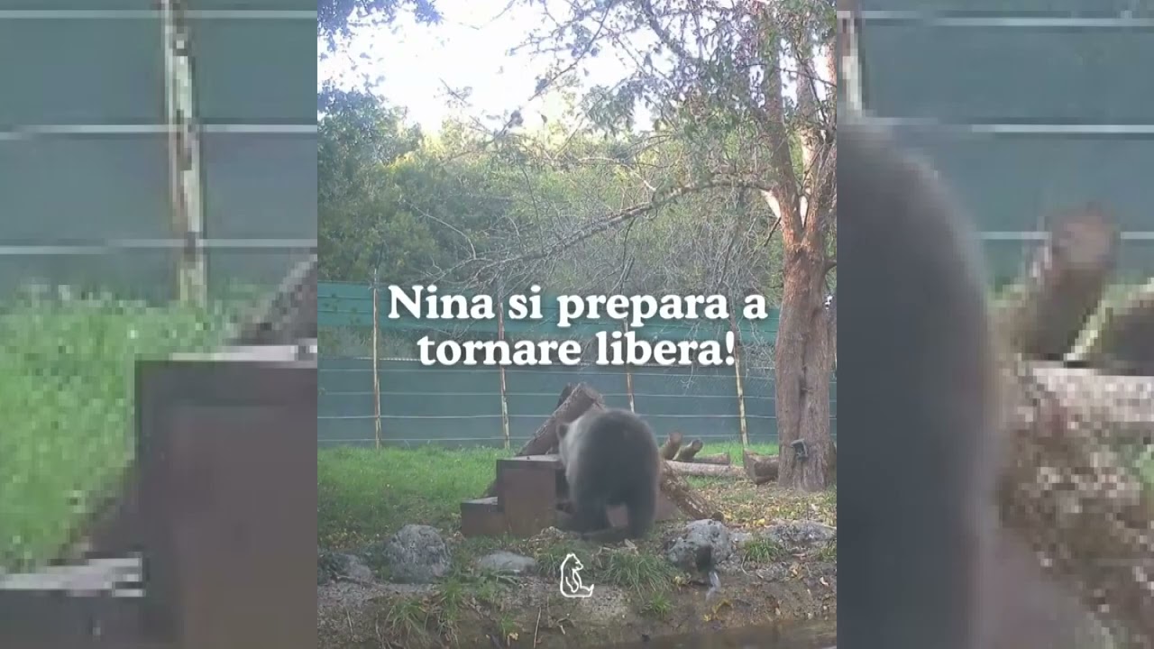 Il Pnalm: l’orsetta Nina presto tornerà in natura – 21/11/2025
