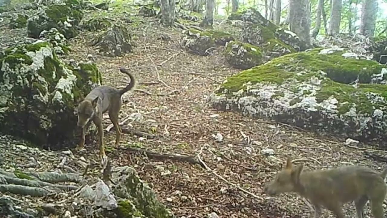 Lupo muore di burocrazia. Nessuno in Regione si assume la responsabilità della narcosi – 31/12/2025