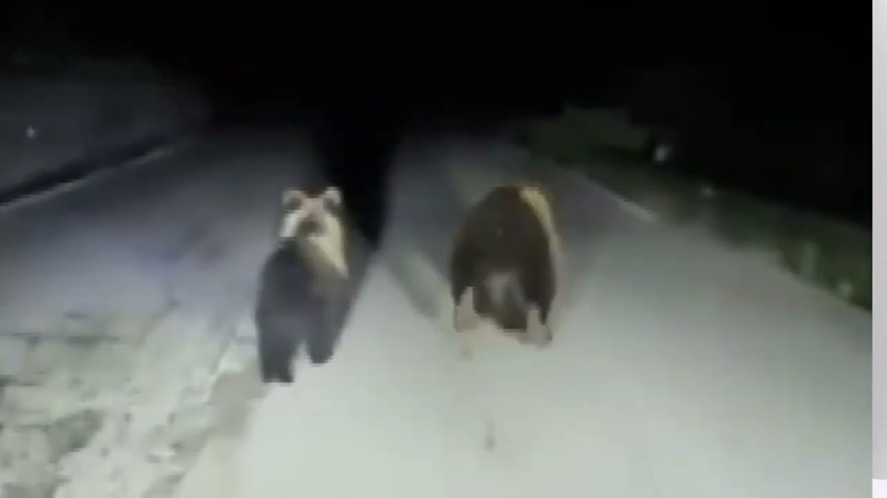 Privato: [ID: n1BlXXJcE2s] Youtube Automatic