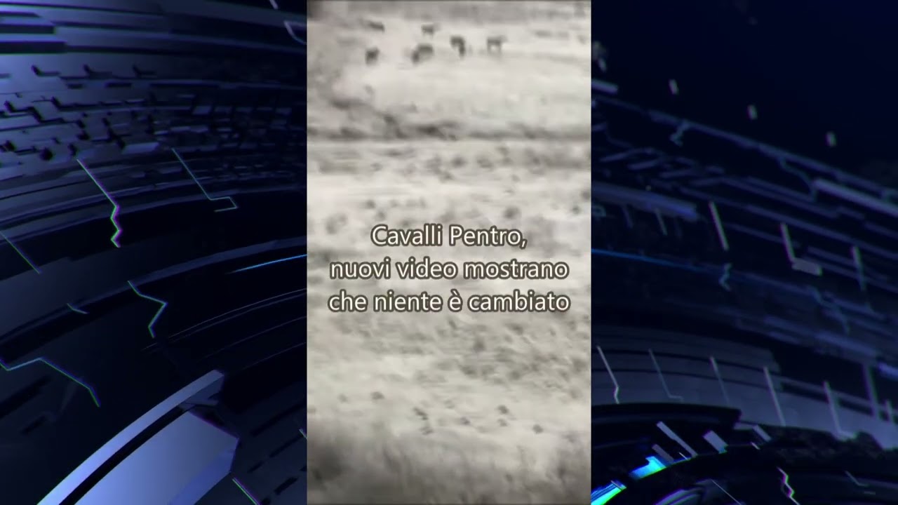 Cavallo Pentro, associazioni animaliste chiedono di rispettare le prescrizioni del Tar – 16/01/2026