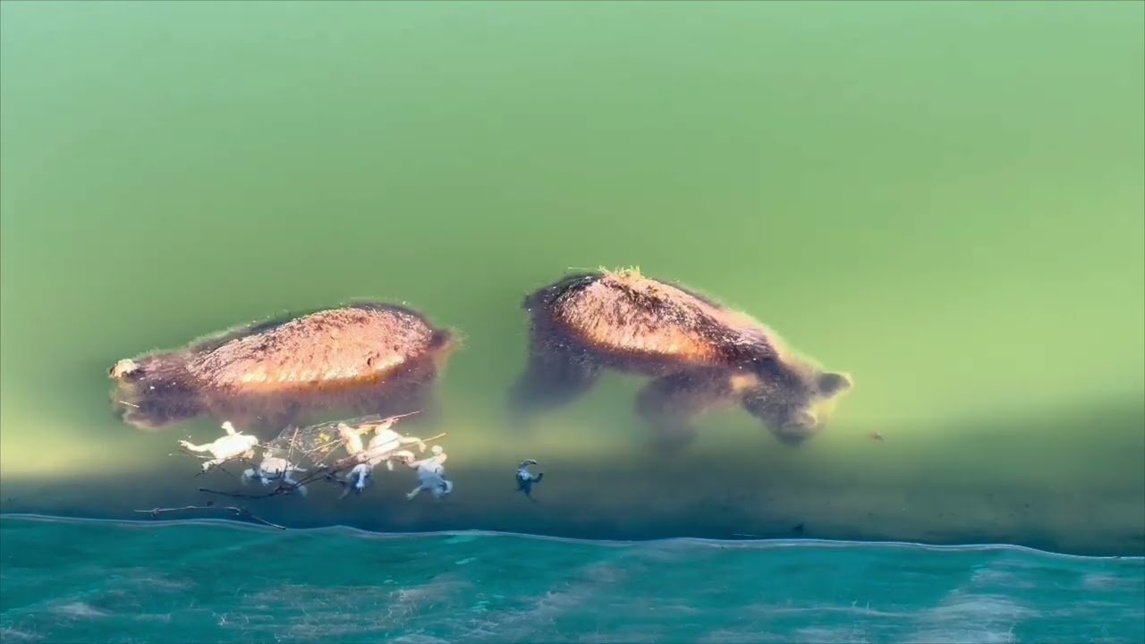 Privato: [ID: f_3Eb_BQV-s] Youtube Automatic