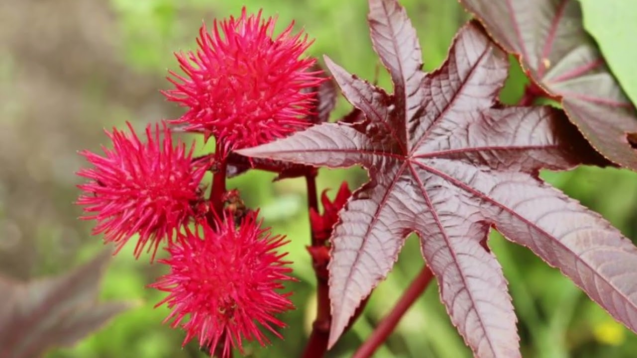 Privato: [ID: A3gEknXzais] Youtube Automatic