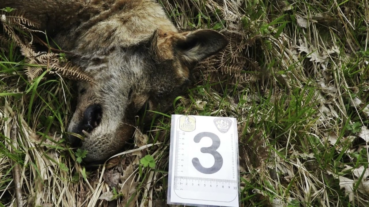 Privato: [ID: D3PlBLh21Lg] Youtube Automatic