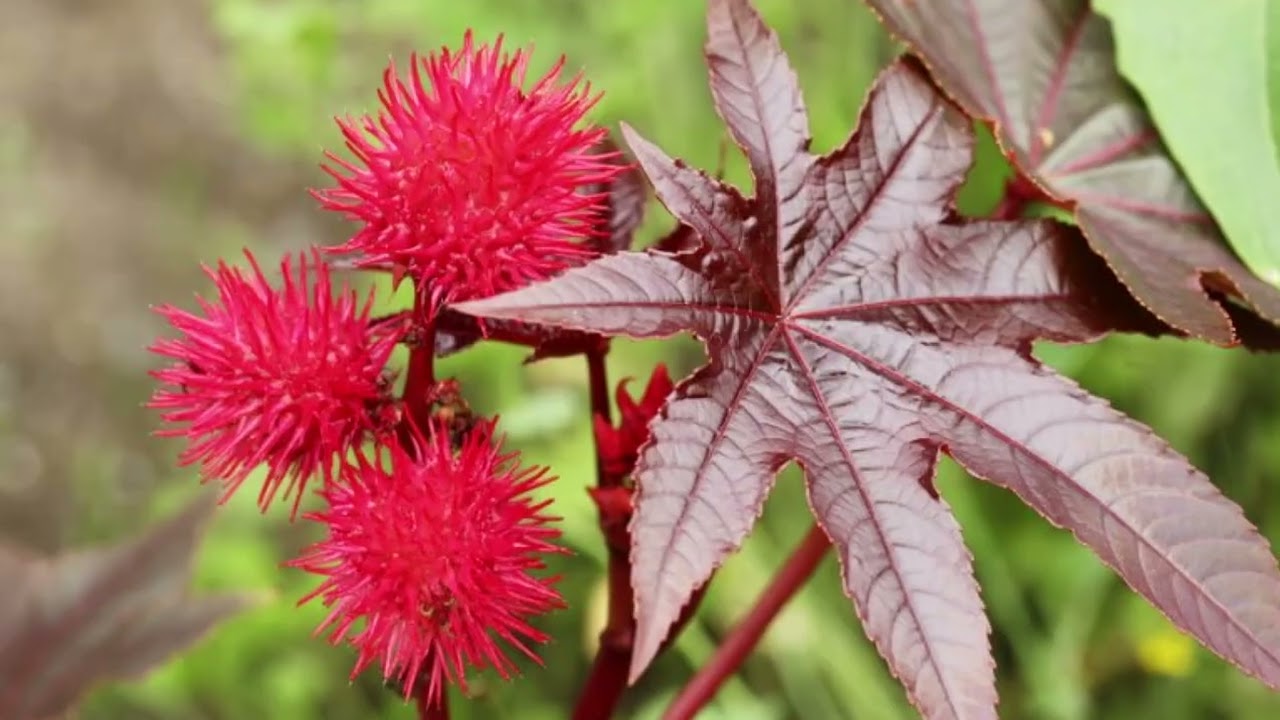 Privato: [ID: fAF1M43rCgg] Youtube Automatic