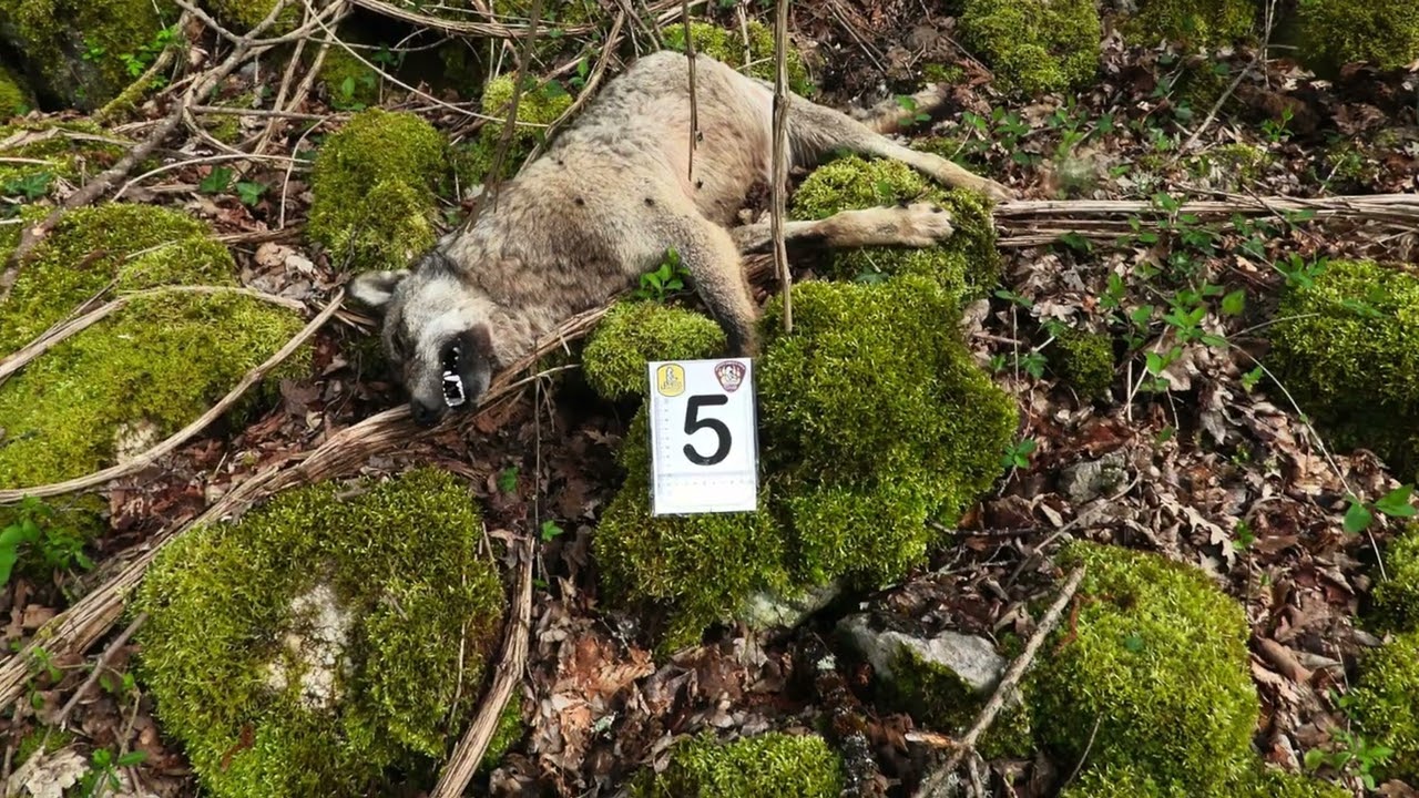 Privato: [ID: OoSn3FEZb3o] Youtube Automatic