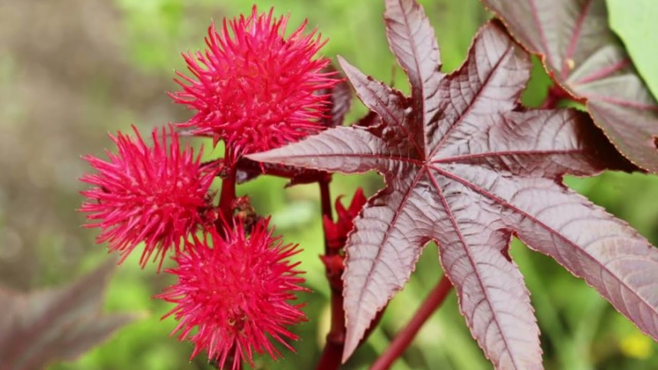 Privato: [ID: SNVZpnN4TX0] Youtube Automatic