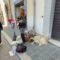 Fede e cultura, Isernia celebra i Santi Cosma e Damiano – 26/09/2026
